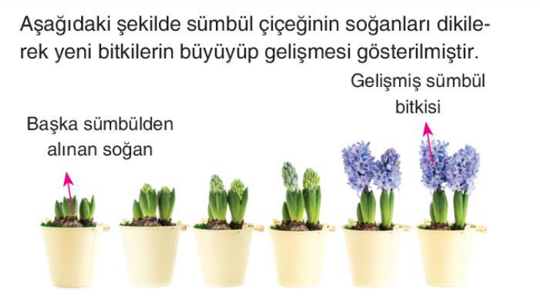 soru gorseli