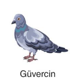 sik gorseli