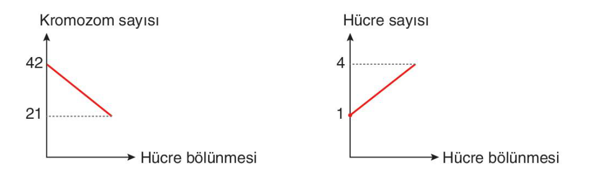 soru gorseli