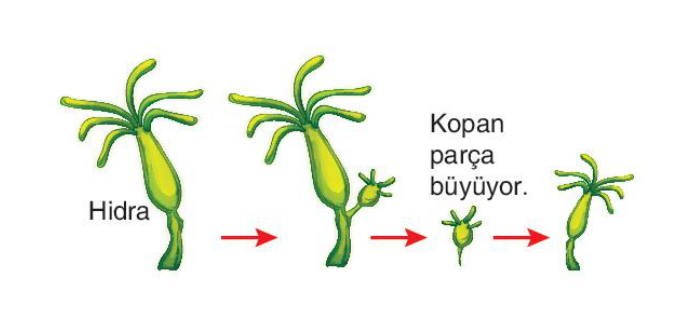 soru gorseli