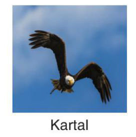 sik gorseli