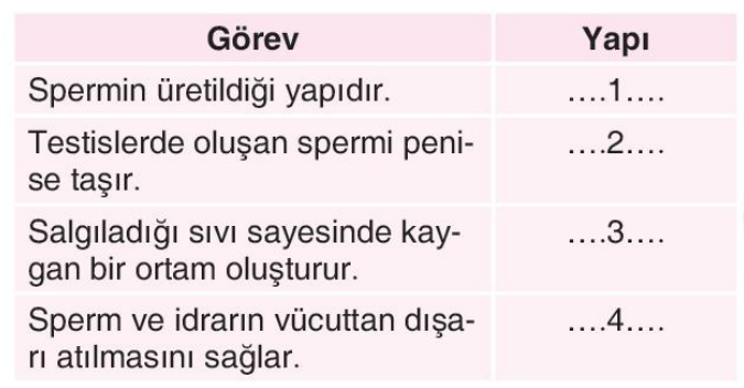 soru gorseli