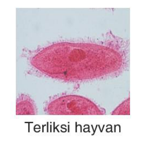 sik gorseli