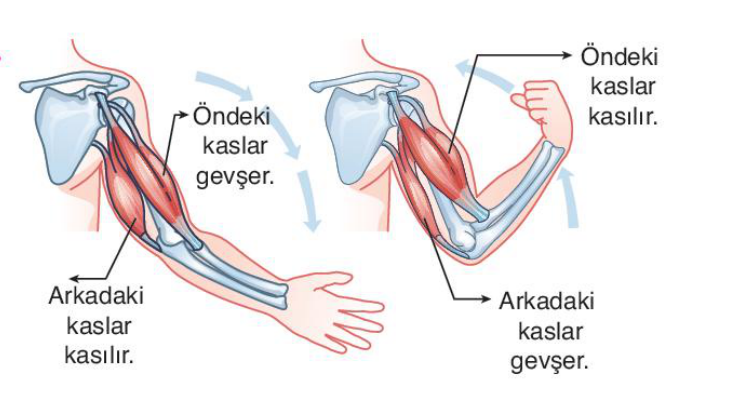 soru gorseli