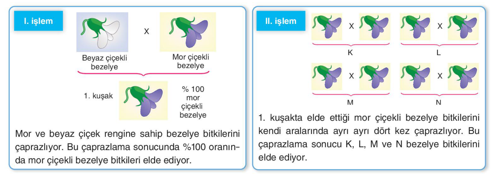 soru gorseli