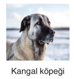 sik gorseli
