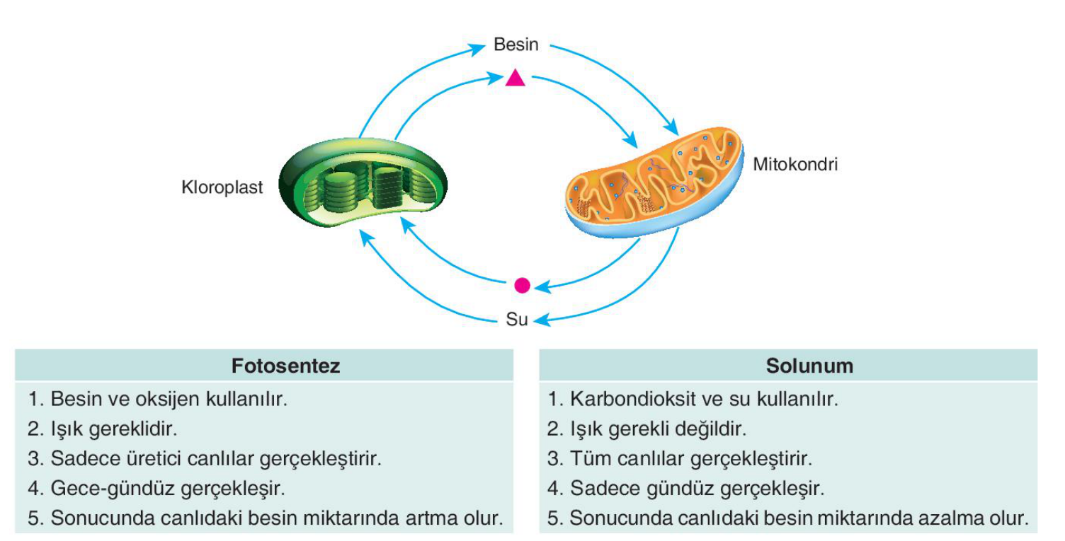 soru gorseli