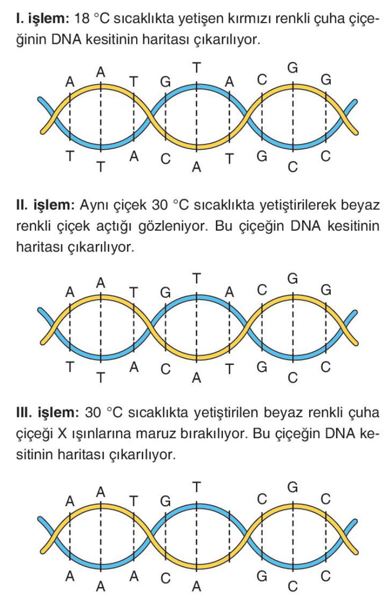 soru gorseli