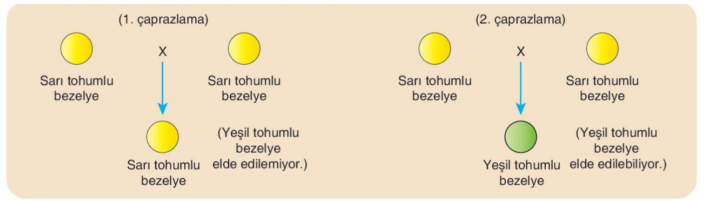 soru gorseli