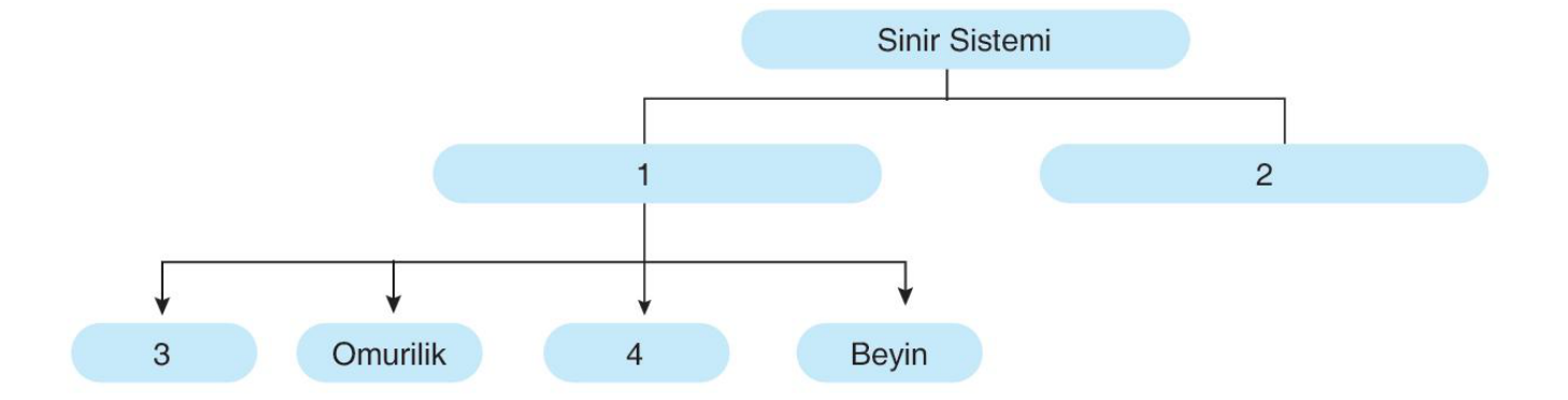soru gorseli