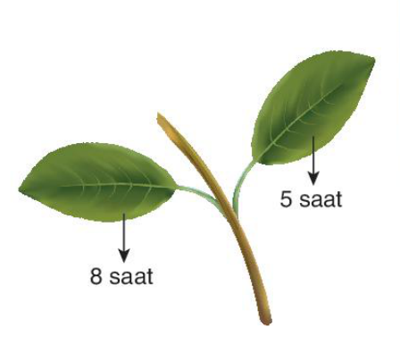 soru gorseli