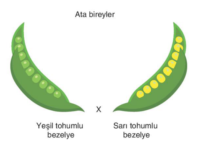 soru gorseli