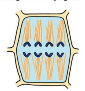 soru gorseli