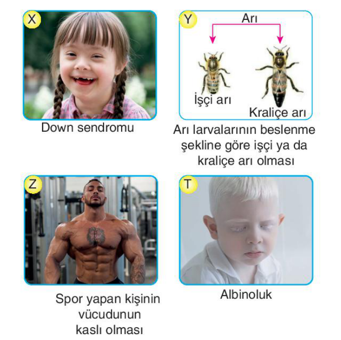 soru gorseli