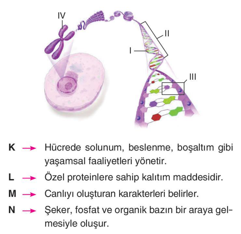 soru gorseli