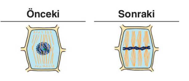 sik gorseli