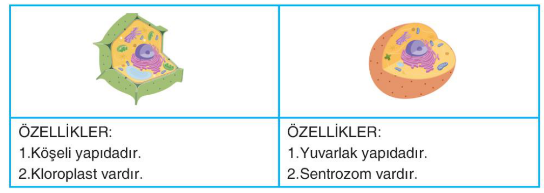 sik gorseli