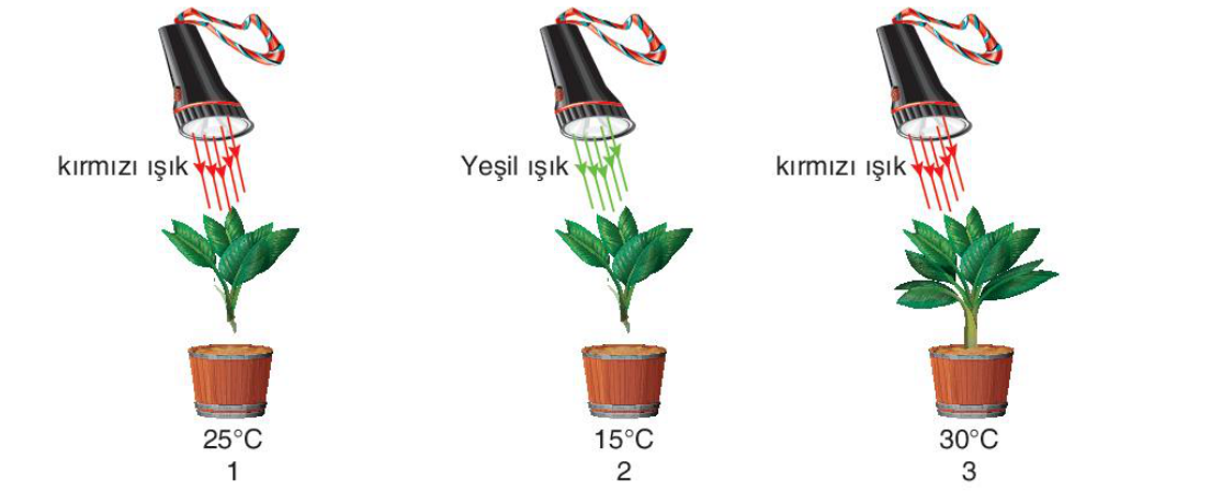 soru gorseli