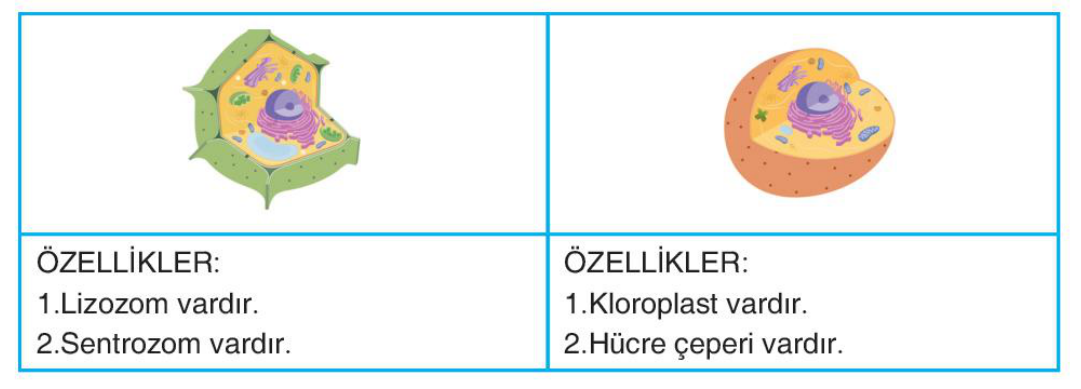 sik gorseli