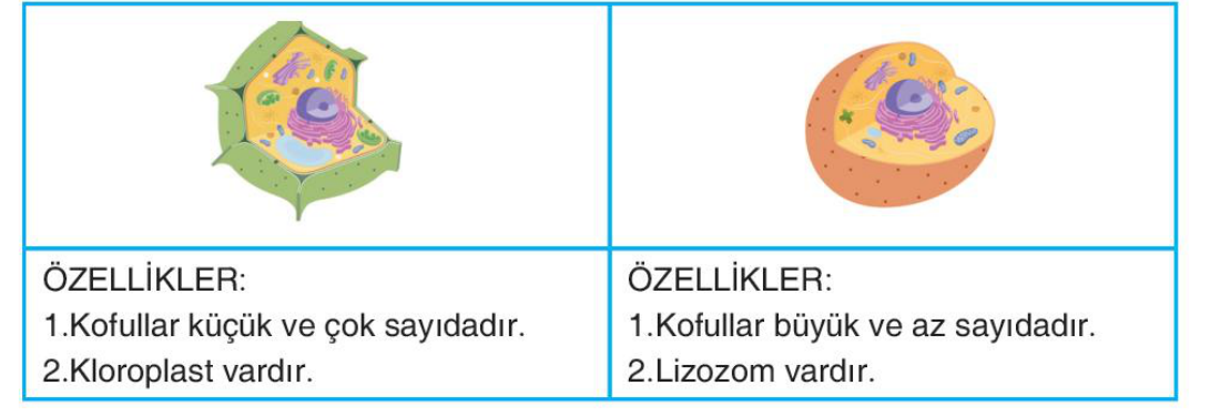 sik gorseli