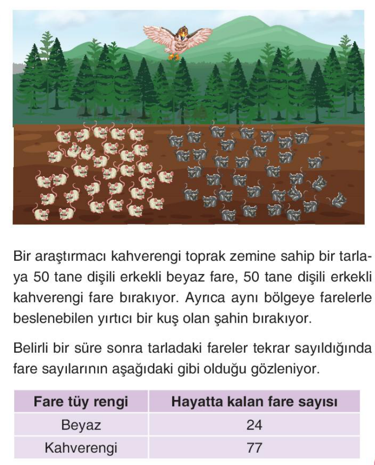 soru gorseli