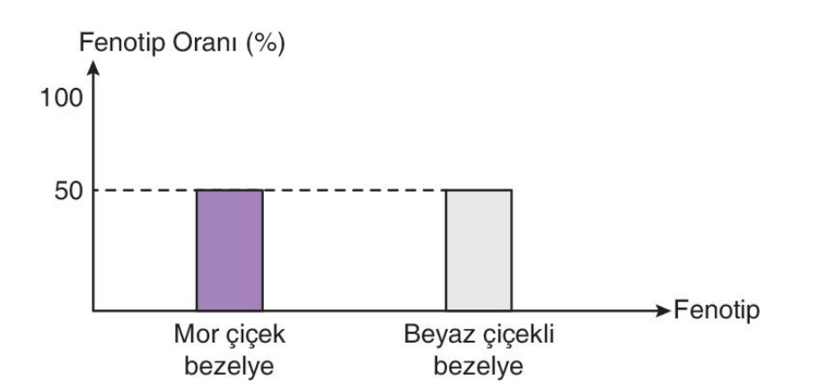 soru gorseli