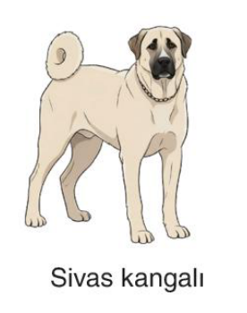 sik gorseli