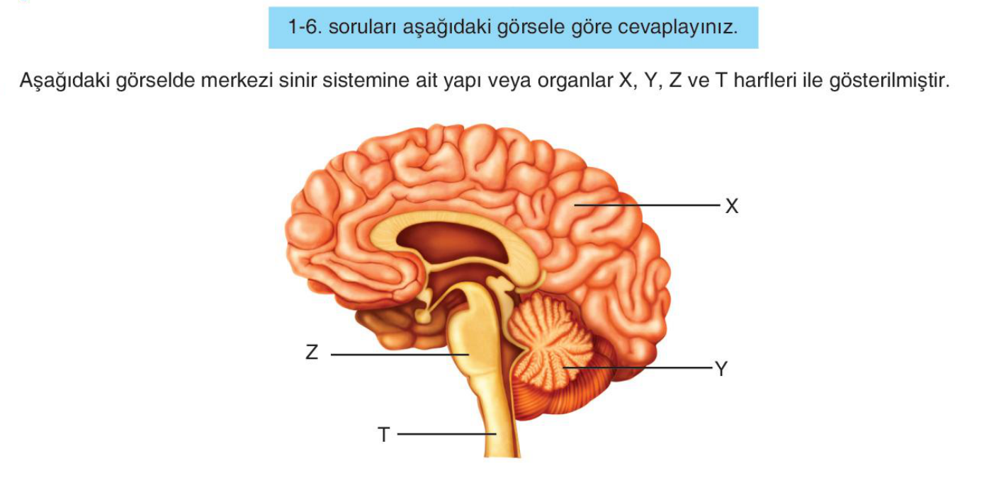 soru gorseli