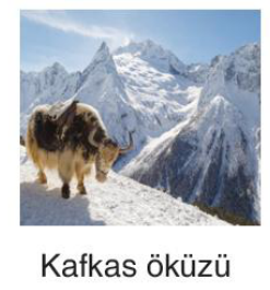 sik gorseli