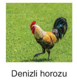 sik gorseli
