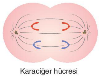 sik gorseli