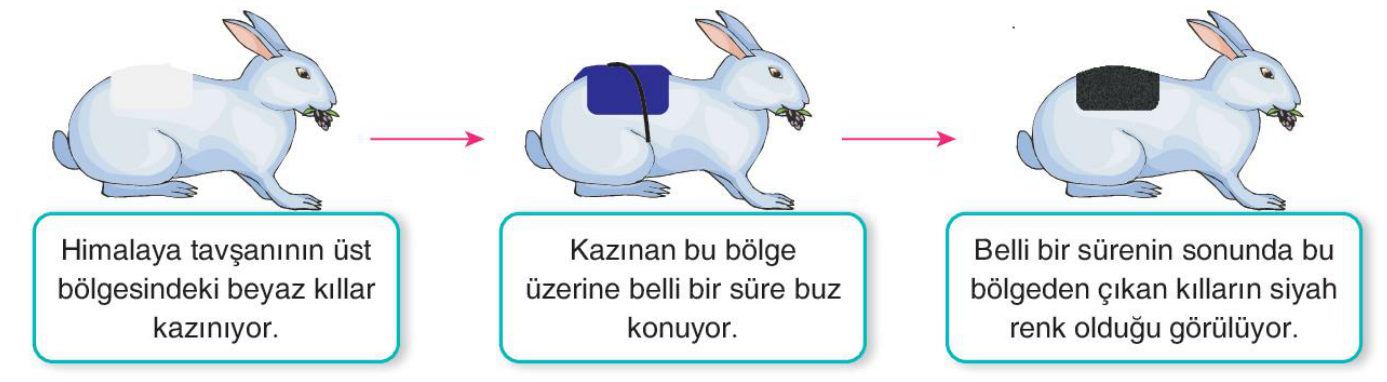 soru gorseli