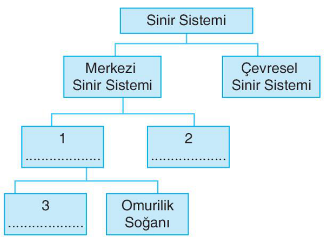 soru gorseli