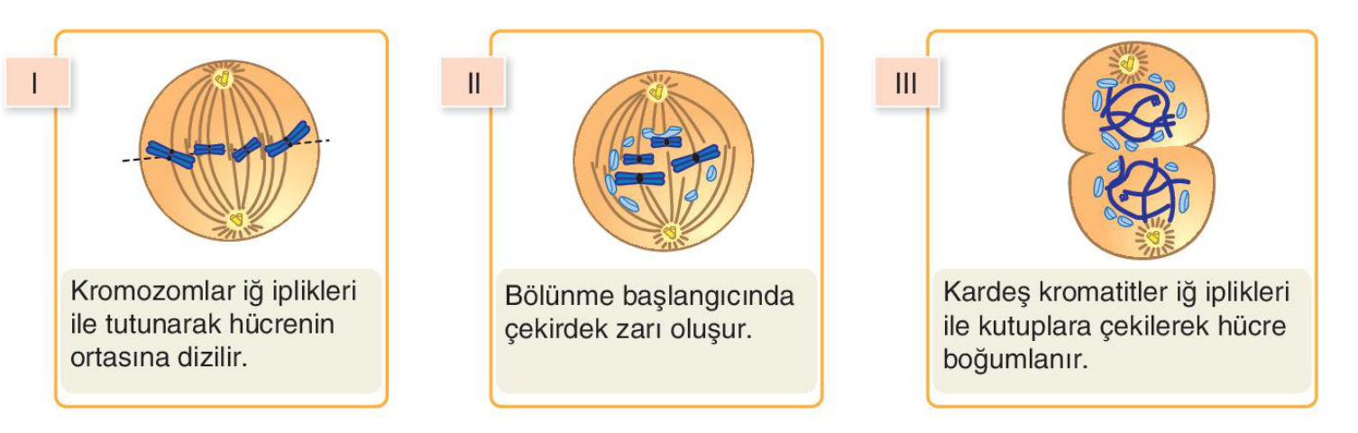 soru gorseli