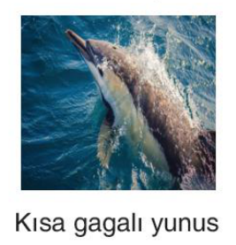 sik gorseli