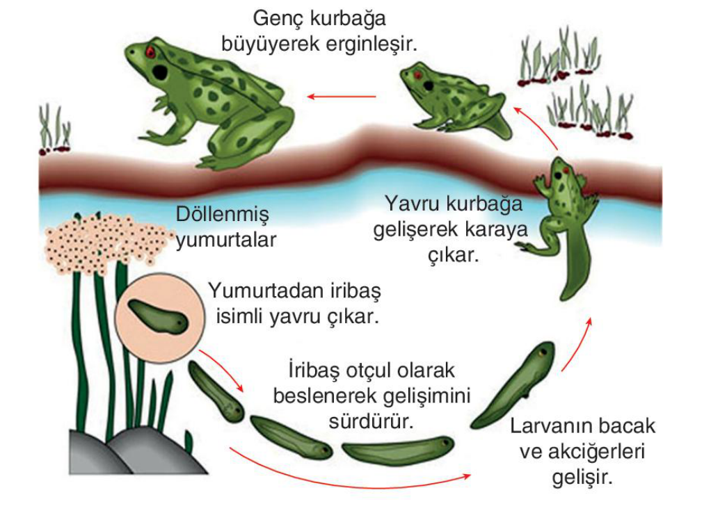 soru gorseli