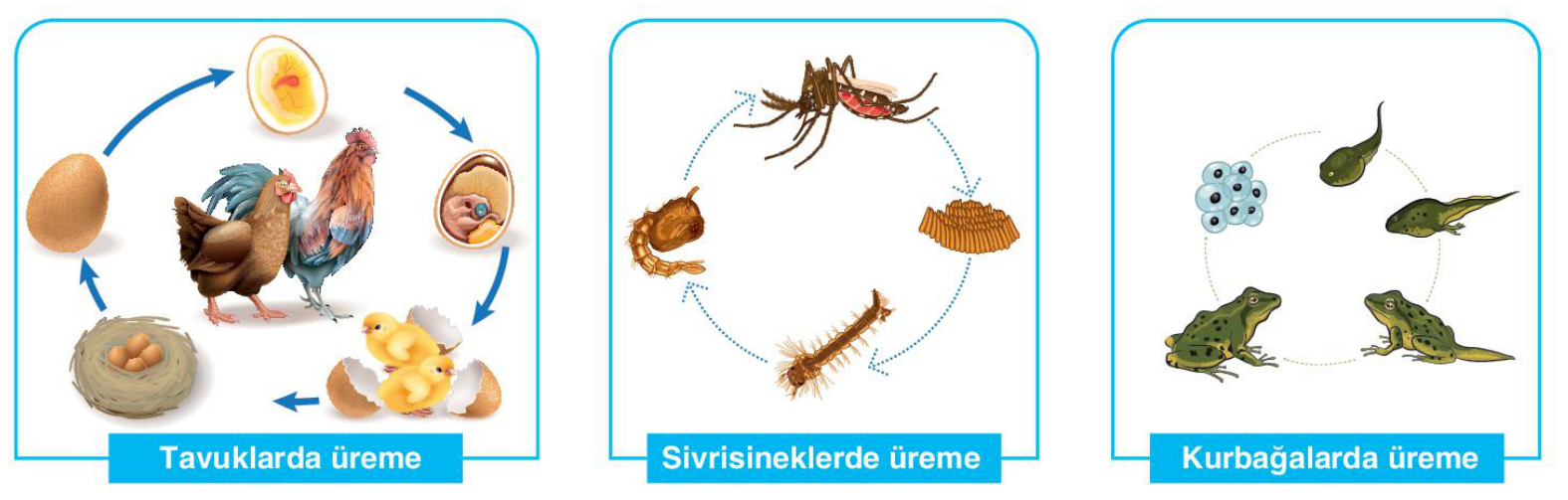 soru gorseli