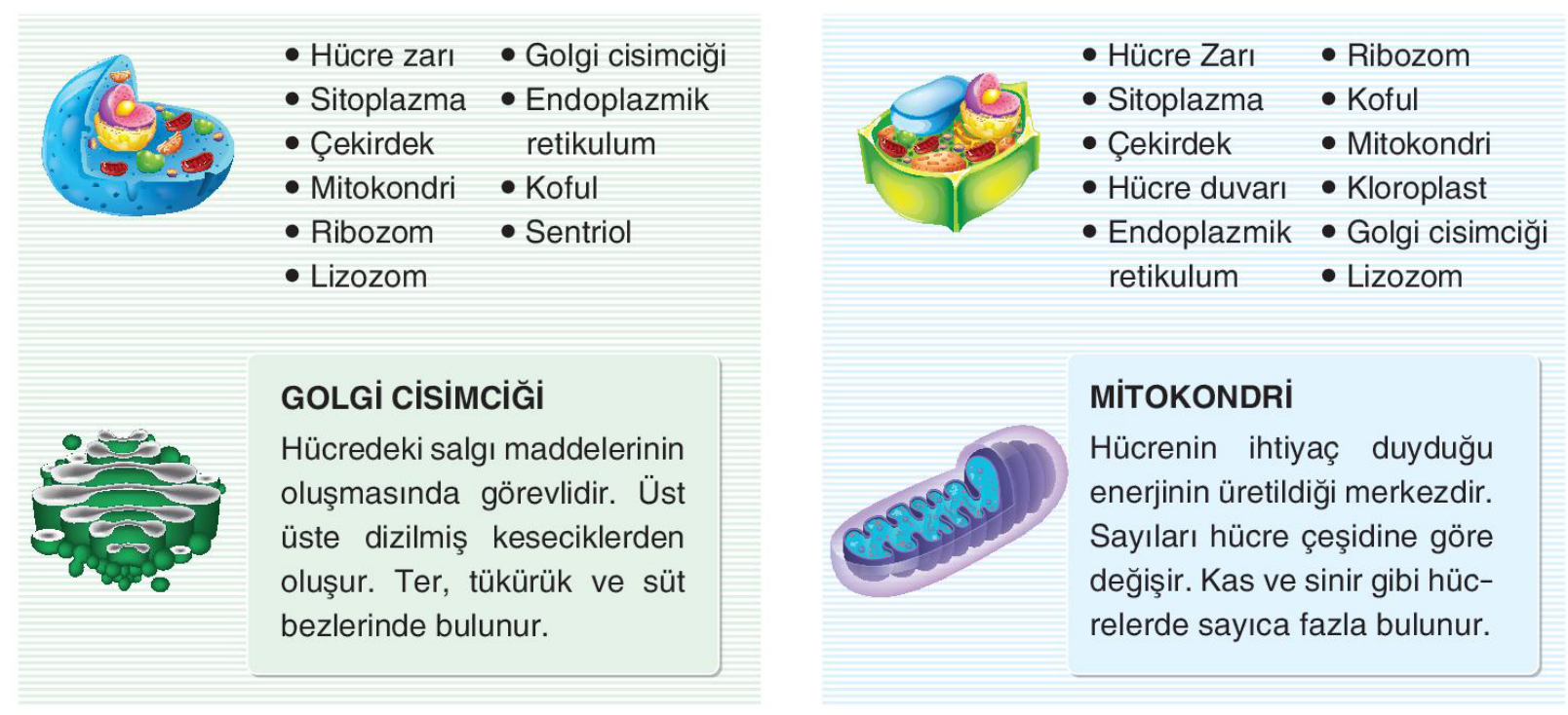 soru gorseli