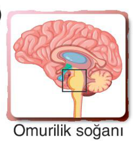 sik gorseli