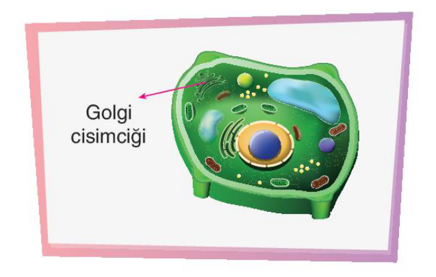 soru gorseli