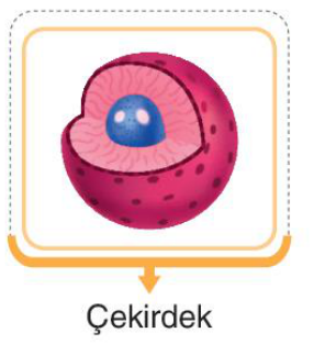sik gorseli