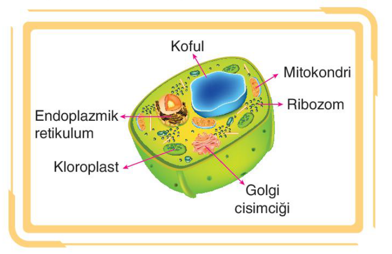 soru gorseli