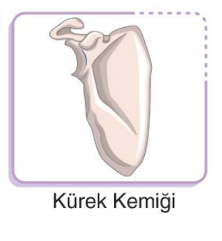 sik gorseli