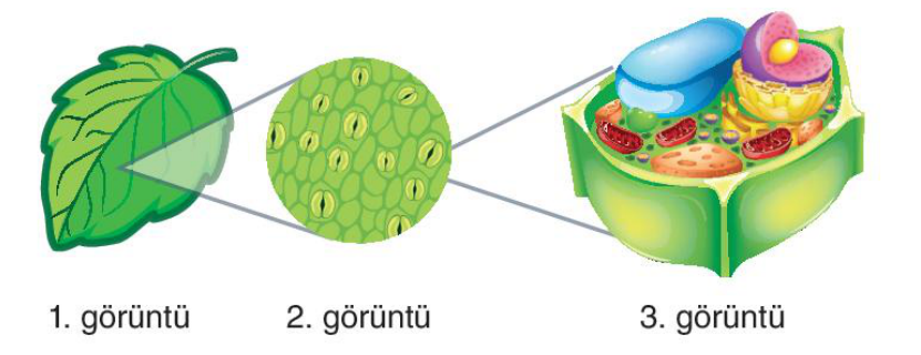 soru gorseli