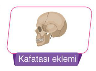 sik gorseli