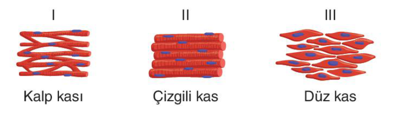 soru gorseli