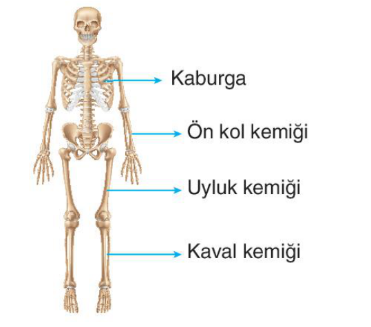 soru gorseli