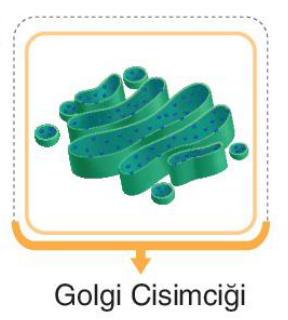 sik gorseli
