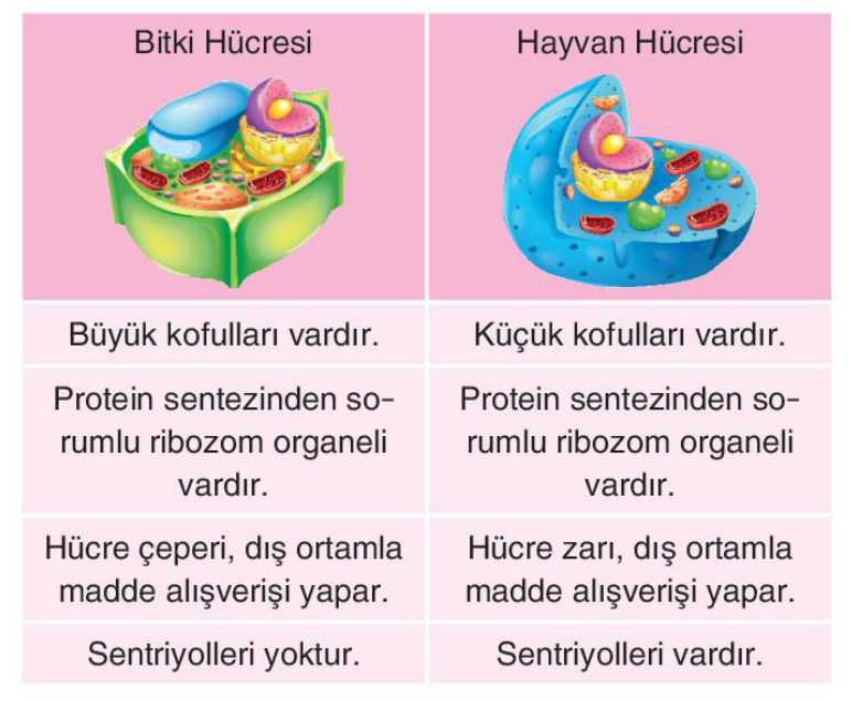 soru gorseli