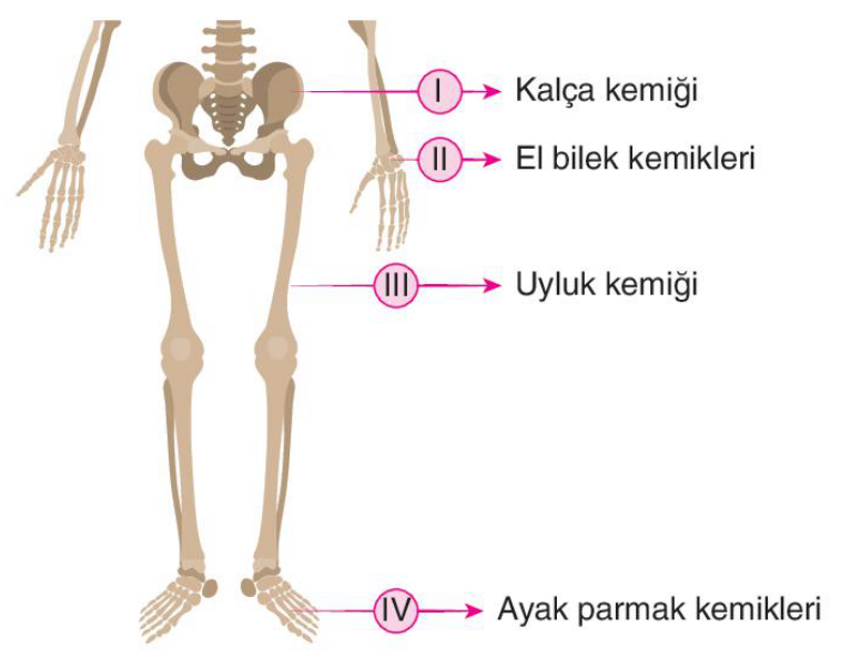 soru gorseli